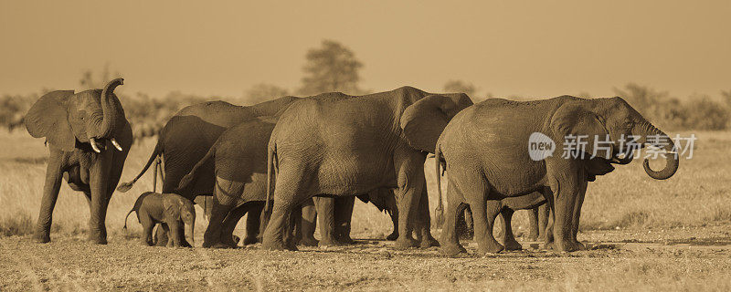 非洲象属棕象