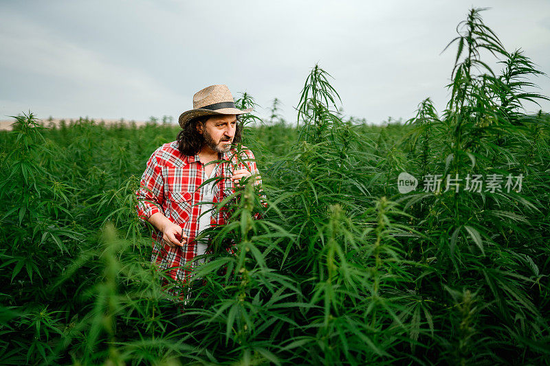 男子采集医用大麻