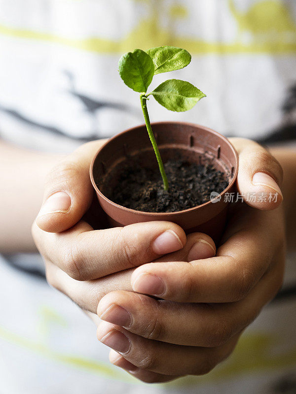 小儿抱秧苗，小儿抱秧苗，小儿手握绿芽叶生长，小儿手持花盆育苗。