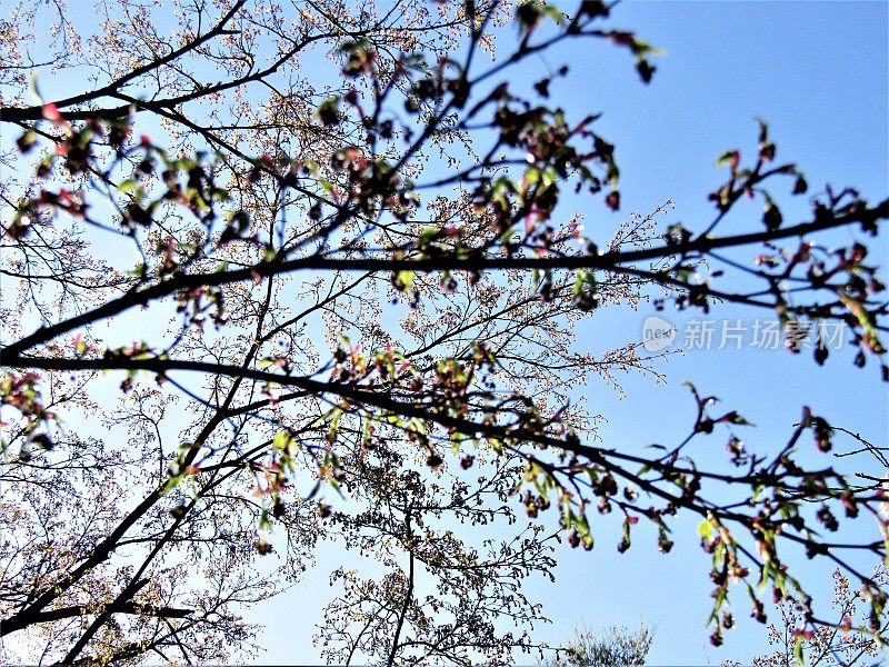 日本。3月底。樱花在美丽的阳光明媚的早晨雨后。