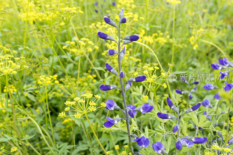 沼泽马利筋和蓝色野生靛蓝花在装饰花园