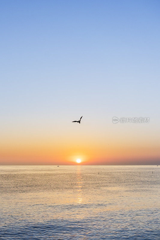 日出时海鸥飞过海面