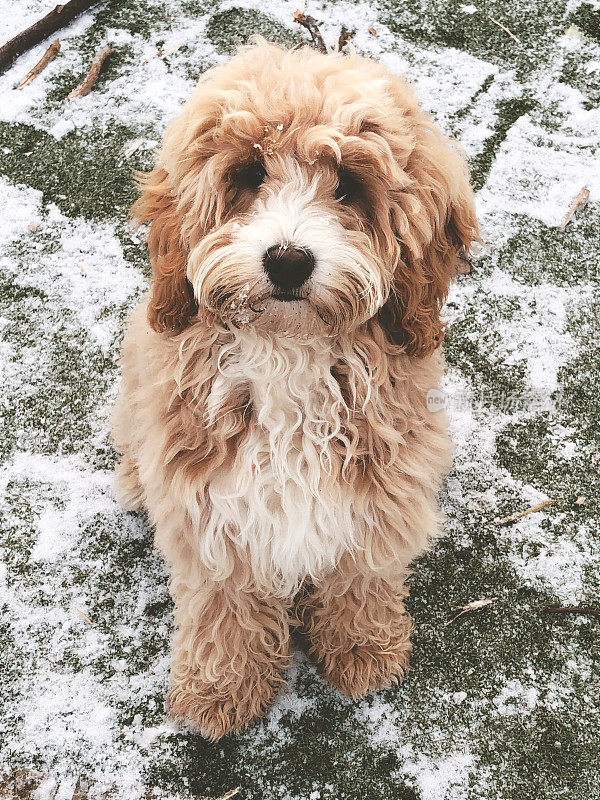 雪地里的可卡波小狗