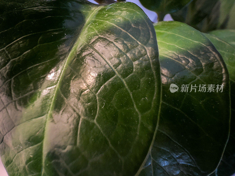 一种室内植物的绿叶特写。