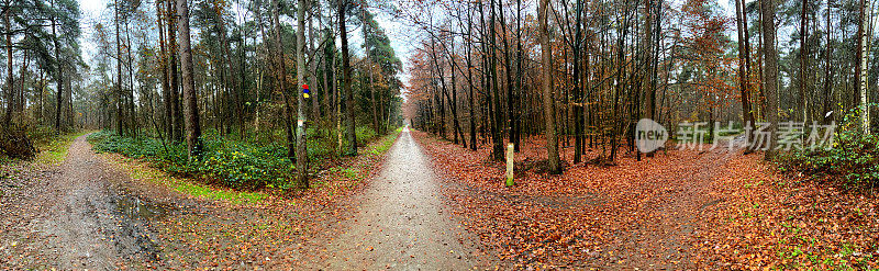 潮湿天气下的秋天森林中十字路口的全景图。