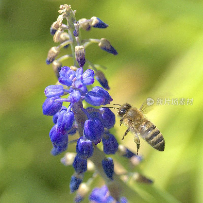 一只蜜蜂在一朵花附近盘旋