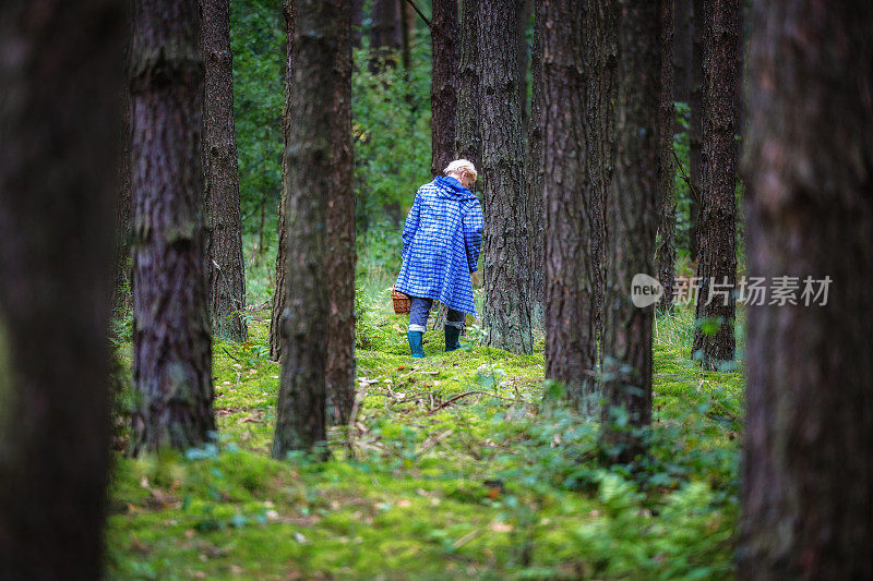 一位身穿雨衣的妇女在波兰的树林里寻找树干间的蘑菇