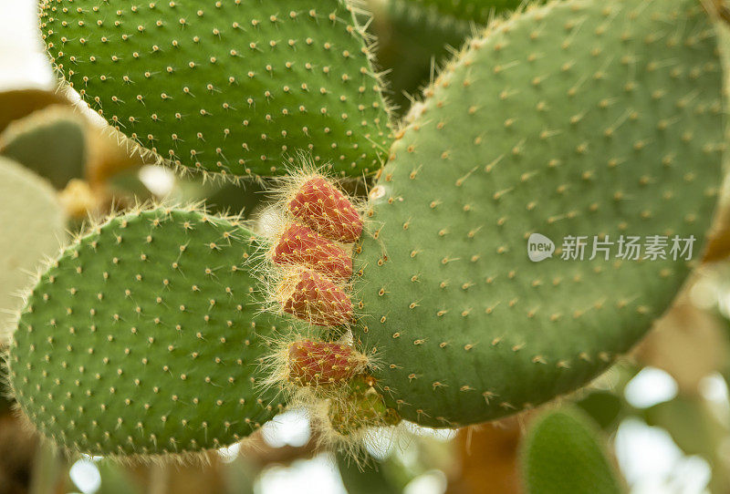 仙人掌，印度无花果仙人掌或多刺梨