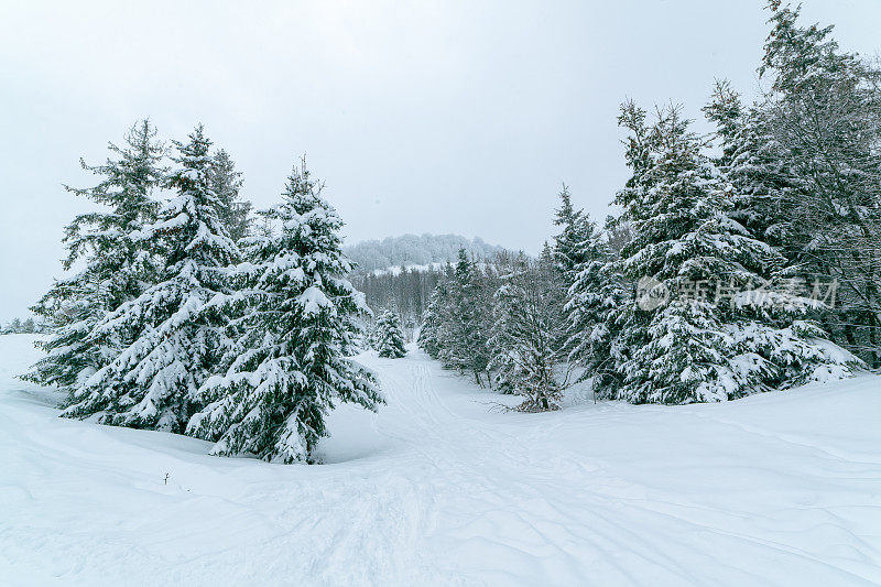 冬天的风景在雾与雪和树枝覆盖着白霜和冰冻的雪。高质量的照片