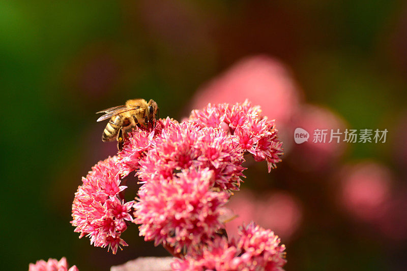 景天上的蜜蜂。