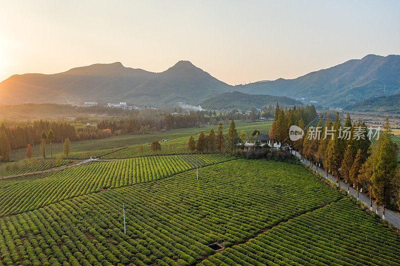 俯瞰中国浙江的茶园，秋天日落时分