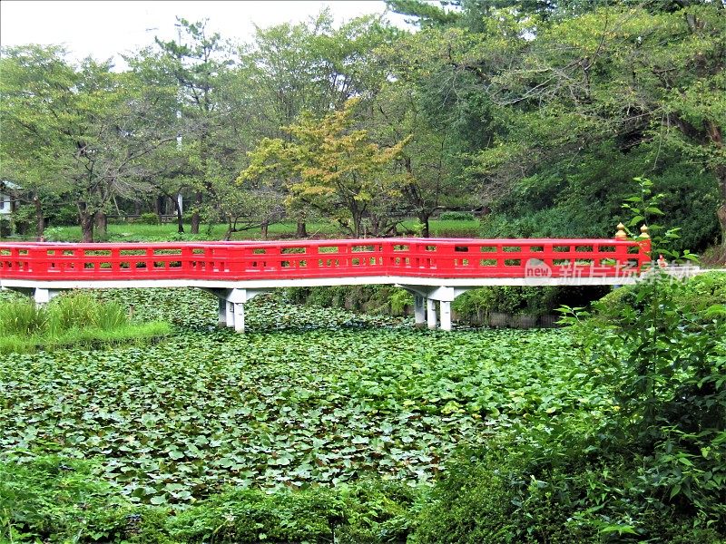 日本。8月。红桥横跨公园里杂草丛生的池塘。