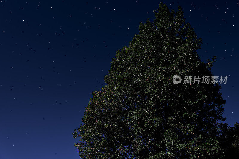那棵树上有很多闪亮的星星