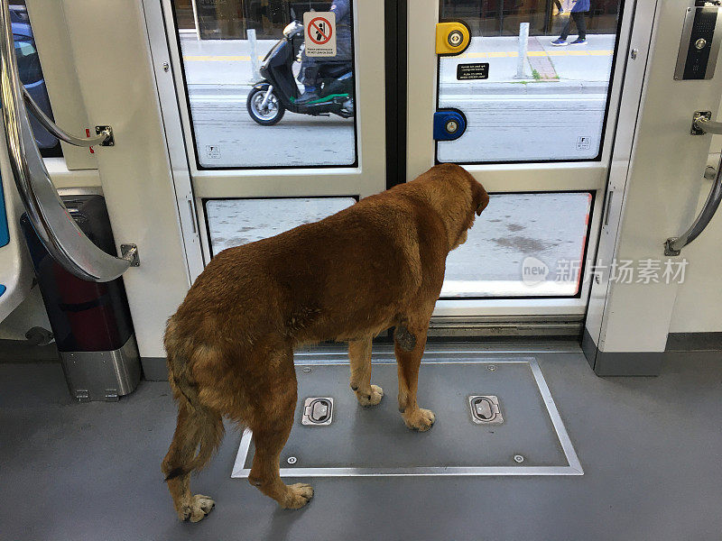 伊兹米尔-土耳其的流浪狗在有轨电车里旅行。