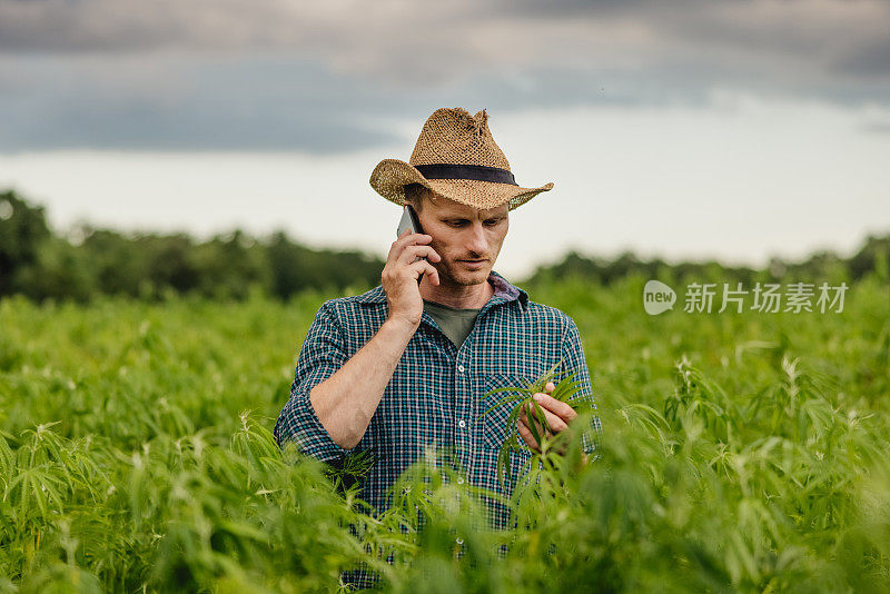 农民在检查大麻植物时打电话