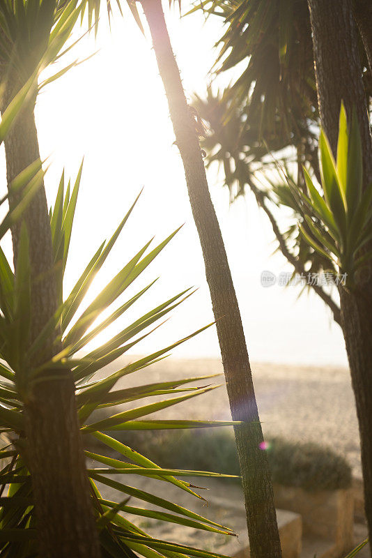 空荡荡的海滩和棕榈树，阳光反射在水面上