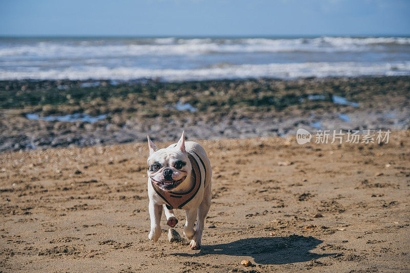 一只法国斗牛犬在怀特岛的海滩上奔跑