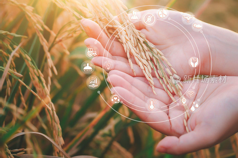 稻田里的女性手触摸稻田和智能农业的标志技术。创新农业技术，现代农业，智能农业系统概念。