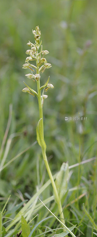 青蛙兰花（腔舌兰）