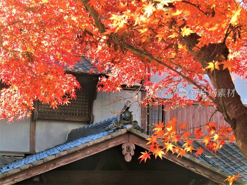 日本。11月。枫叶。