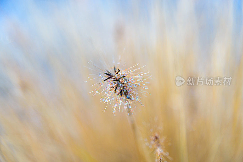 新鲜的野生观赏草与露珠