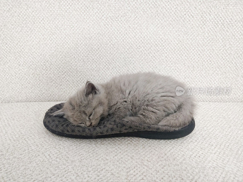 英国短毛小猫睡在拖鞋上