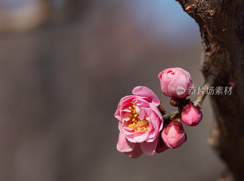 梅花在春天含苞