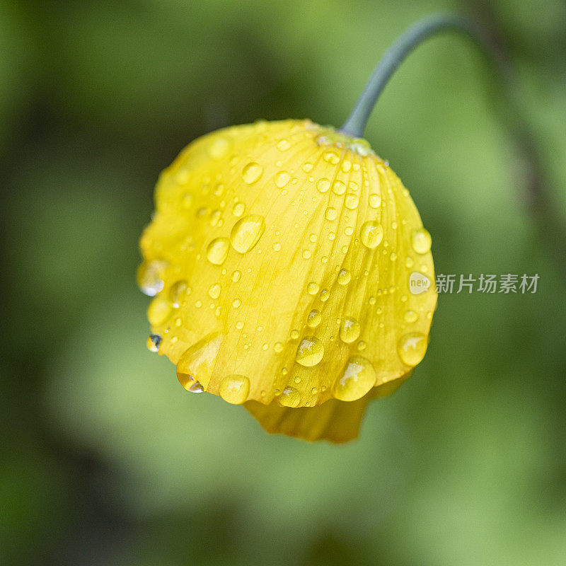 黄色的雨点罂粟