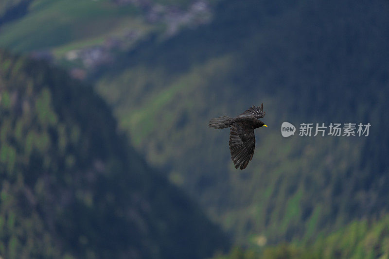 高山鸟在阿尔卑斯山上飞翔