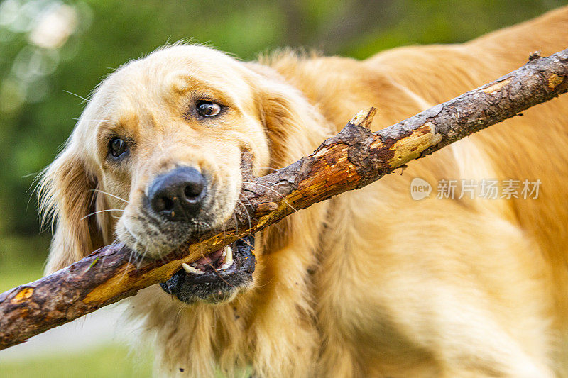 家庭宠物金毛猎犬叼棍子