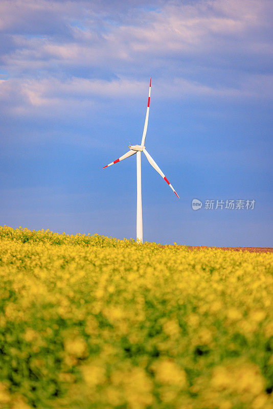 风力发电机在农业田地上开黄花