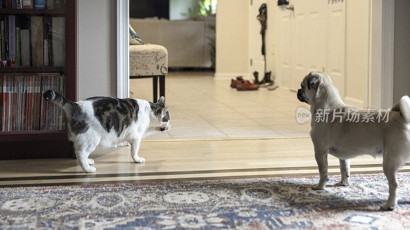一只哈巴狗和一只猫在房间里走来走去。