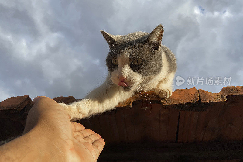 可爱的猫咪对他的主人说“嗨”