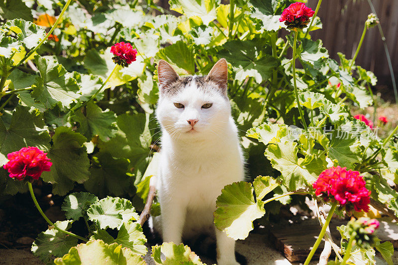 可爱的黄眼睛猫放松在绿色的开花花园