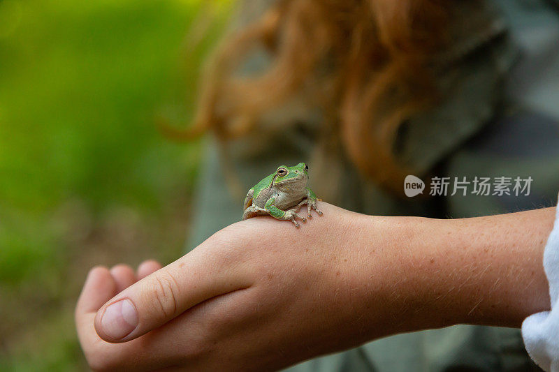 树蛙坐在女孩的手上