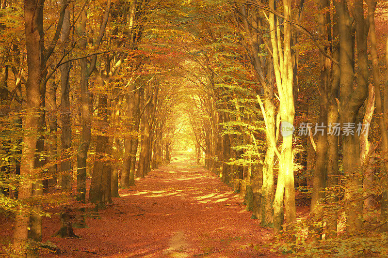 秋天穿过山毛榉林的小路