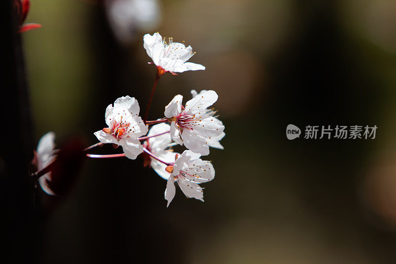 春天的樱花