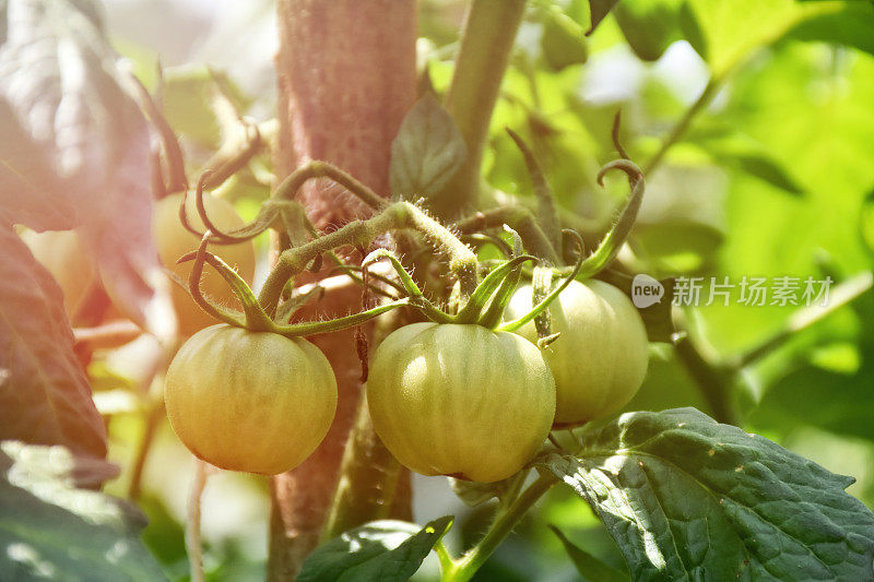 西红柿在菜园里的西红柿植株上生长