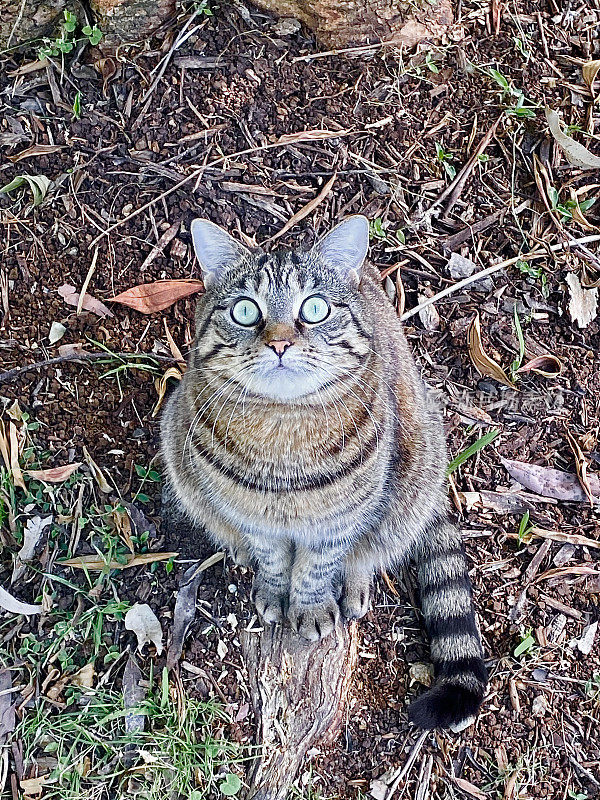 户外虎斑猫观鸟