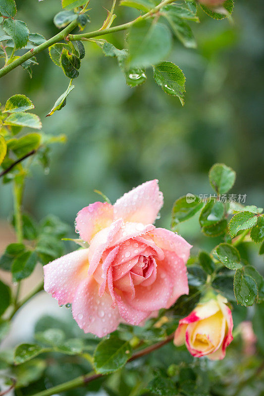 雨后粉红色和橙色玫瑰的特写