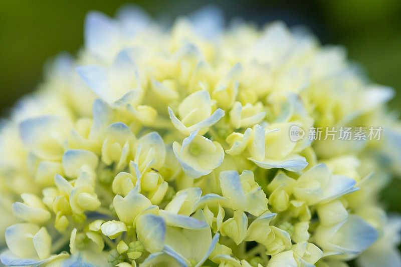 绣球花的特写细节