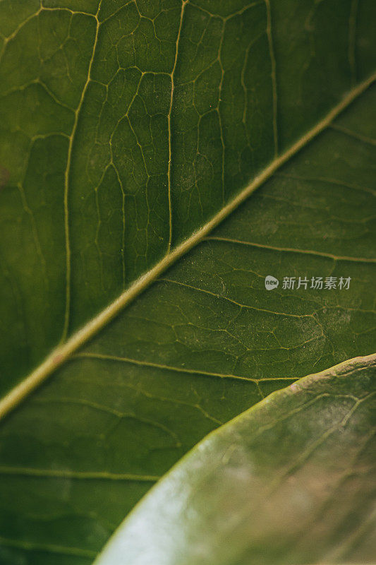 宏观背景摘要自然主题:山茶花叶子的宏观摄影