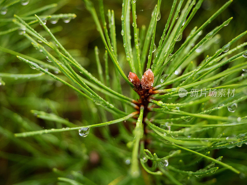 松枝与水滴在雨天，特写照片