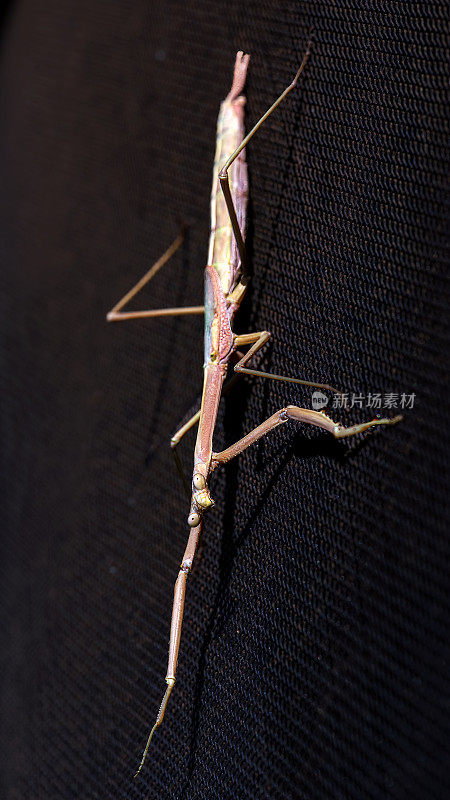 竹节虫(phasmatoia)