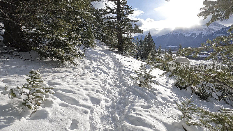 新雪覆盖了森林和小路