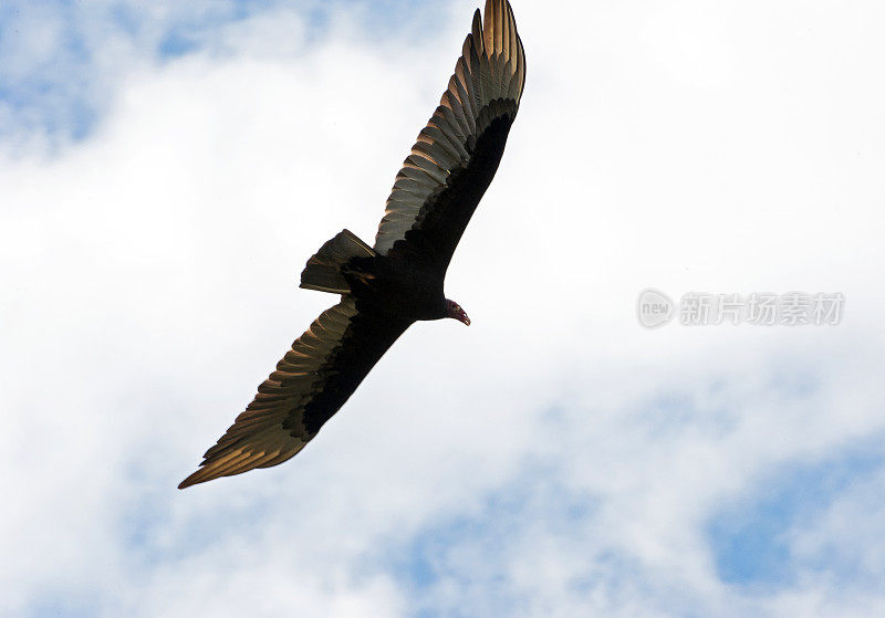 黑秃鹫，飞行中的路边清道夫，萨瓦格雷河，哥斯达黎加