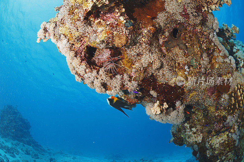 美丽的海洋生物。狮子鱼鱼水下景象珊瑚礁。