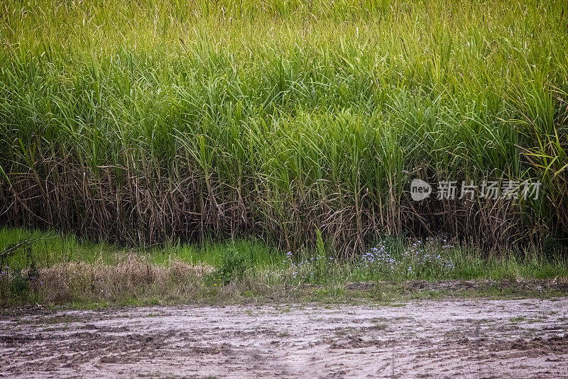 黄金海岸的甘蔗田