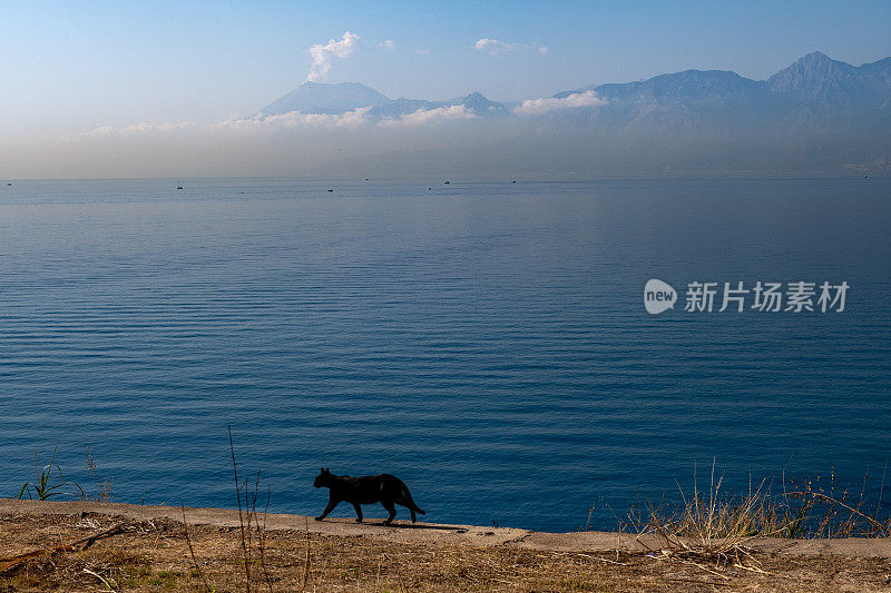 地中海景观，山脉，黑猫