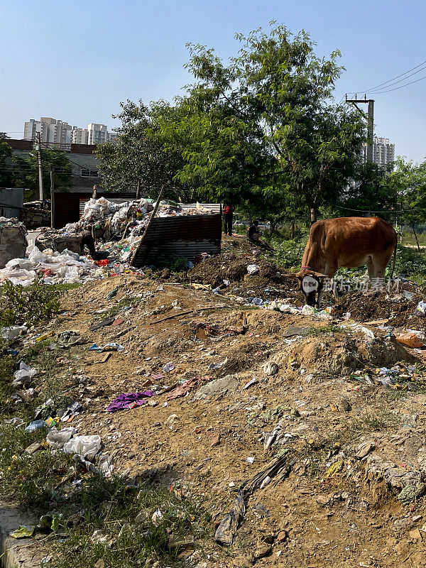 印度野生圣牛在荒地上覆盖苍蝇倾倒垃圾，拾荒垃圾的图像，关注前景